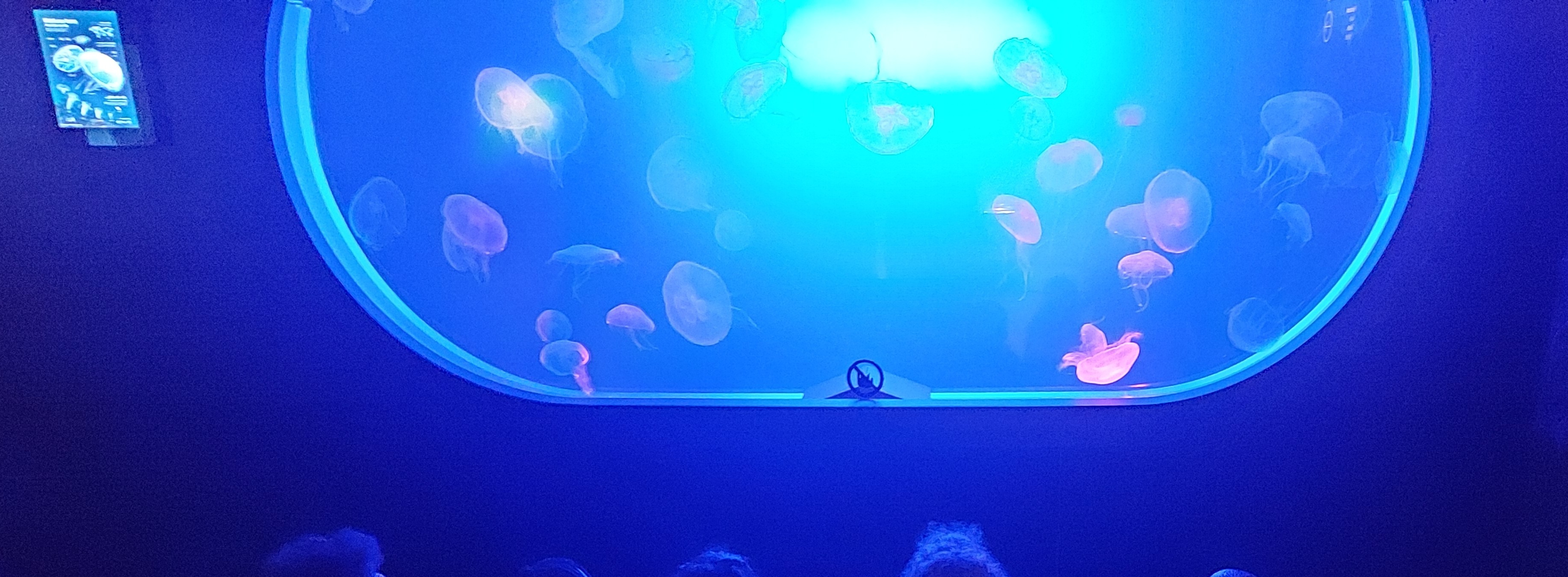 3º EP visita el Aquarium de San Sebastián y la Nao San Juan